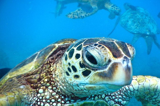 2.5 Hour Xpress Snorkel from Ka’anapali Beach - Key points to know before booking