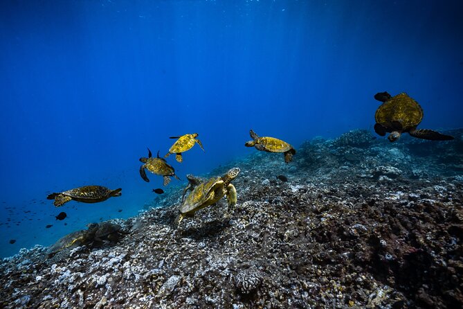 2.5 Hour Xpress Snorkel from Ka’anapali Beach - What makes the old pier site special