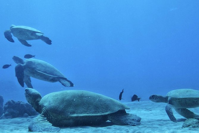 2.5 Hour Xpress Snorkel from Ka’anapali Beach - Meeting Sea Maui near Whaler’s Village