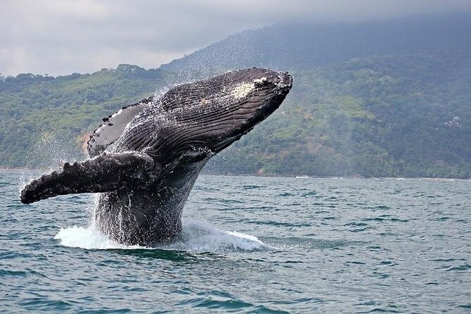 2-Hour Oahu Whale Watch from Ala Wai Harbor, Waikiki - Starting at Ala Wai Harbor beside Waikiki