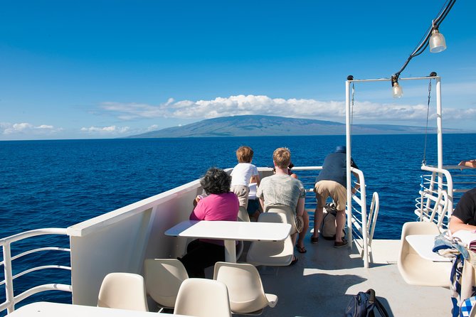 2-Hour Oahu Whale Watch from Ala Wai Harbor, Waikiki - The hard truth about whale sightings