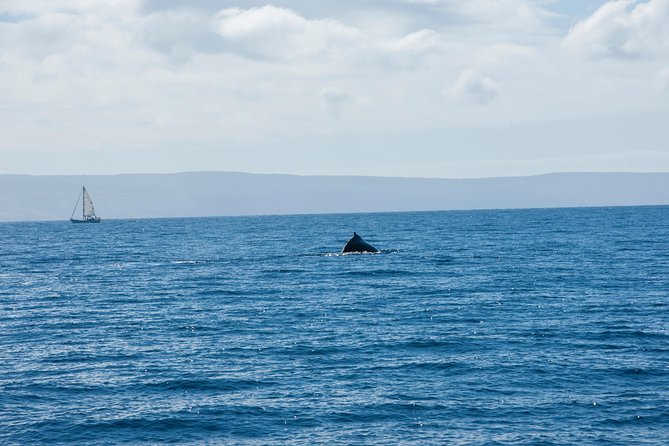2-Hour Oahu Whale Watch from Ala Wai Harbor, Waikiki - Seasickness, spray, and choosing your seat