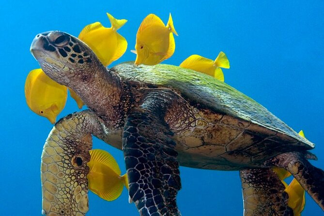 2-Tank Daytime Scuba Dive Boat Trip - Why Kona’s morning boat trip works well
