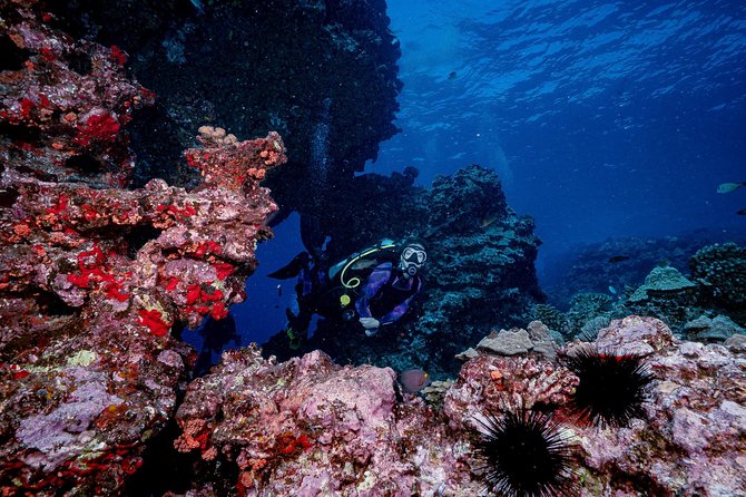 2 Tank Lanai Cathedral Scuba Dive Via Boat for Certified Divers - Weather, cancellations, and the one booking risk