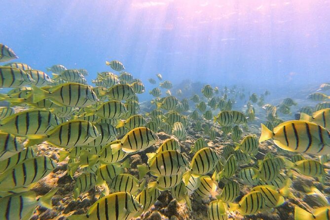 2 Tank Shore Dive at Sea Turtle Cove - Food, transport, and the small details