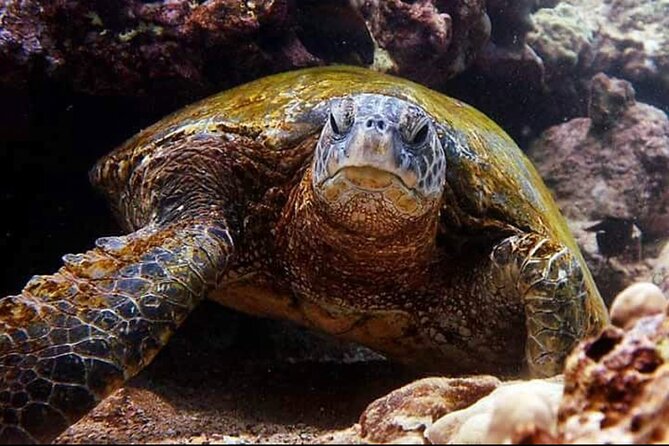 2 Tank Shore Dive at Sea Turtle Cove - Booking, cancellations, and planning around the island