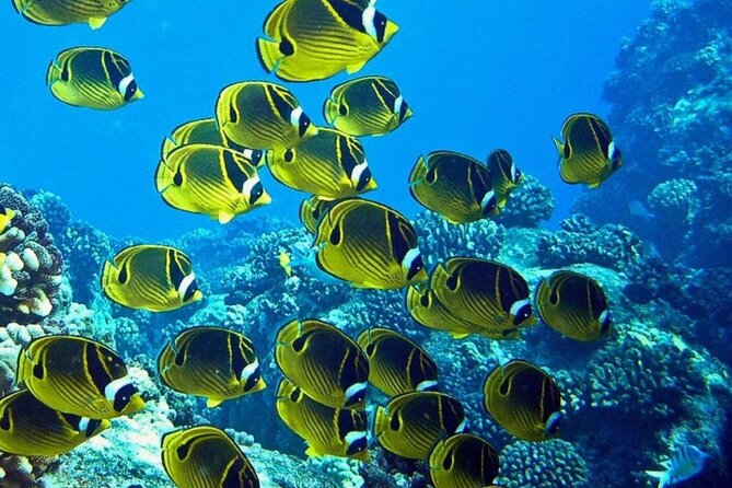 2 Tank Shore Dive at Sea Turtle Cove - The second tank is where the value adds up