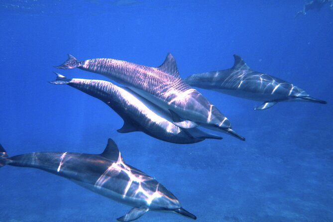 3.5 Hour Kailua-Kona Ocean Kayak and Snorkel Tour - Why the 7 a.m. launch matters