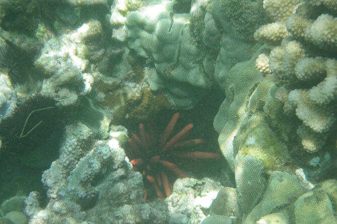 3.5 Hour Kailua-Kona Ocean Kayak and Snorkel Tour - Searching for spinner dolphins