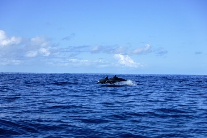 3.5 Hour Kailua-Kona Ocean Kayak and Snorkel Tour - Snorkeling over coral and colorful fish
