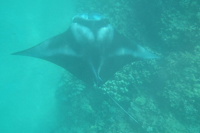 3.5 Hour Kailua-Kona Ocean Kayak and Snorkel Tour - How the guides shape the experience