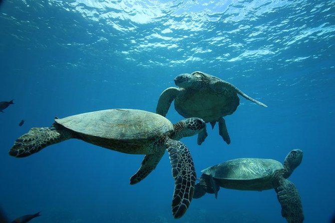 9am Turtle Canyon Snorkel Adventure - Key points for your morning on the water