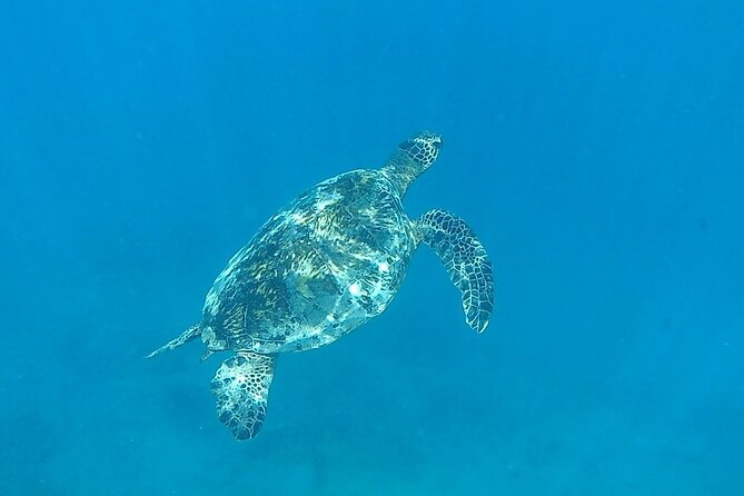9am Turtle Canyon Snorkel Adventure - The sail after snorkeling