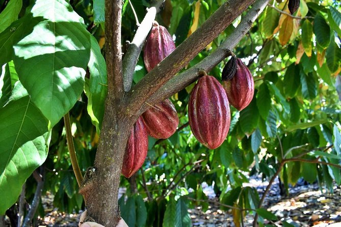 Award Winning Farm Tour: Coffee, Chocolate and Unique Gifts - Greg Colden and the human side of the tour