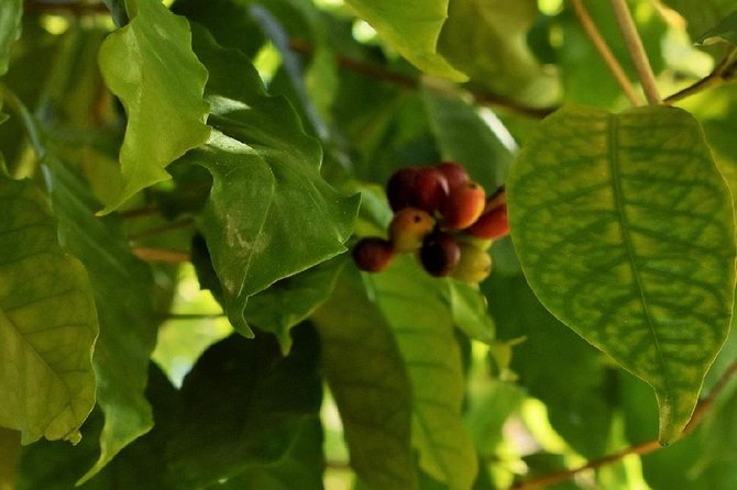 Award Winning Farm Tour: Coffee, Chocolate and Unique Gifts - Practical details that affect your morning