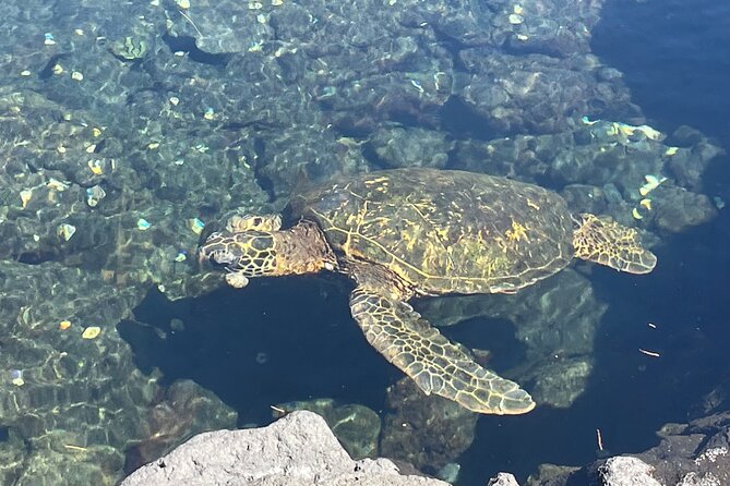 Beach Snorkel - Sea Turtle and Black Sand Lagoon - Water conditions deserve more attention than the title suggests