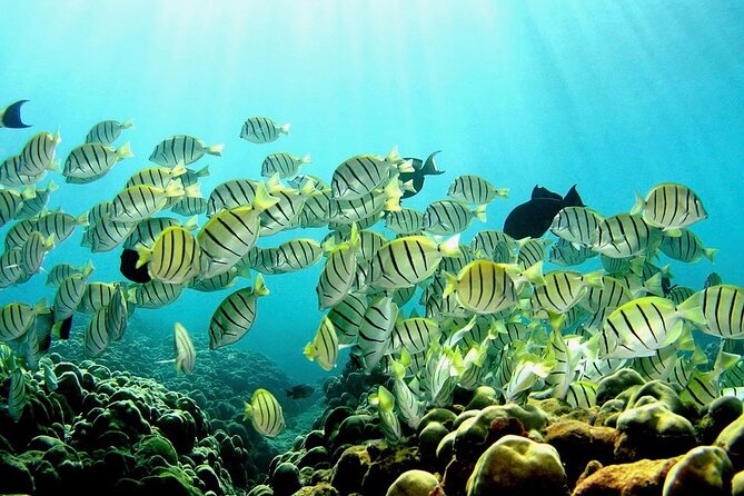 Beach Snorkel - Sea Turtle and Black Sand Lagoon - Is $153.85 a fair price?