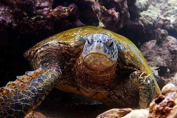 Beach Snorkel - Sea Turtle and Black Sand Lagoon - Who will get the most from this tour?
