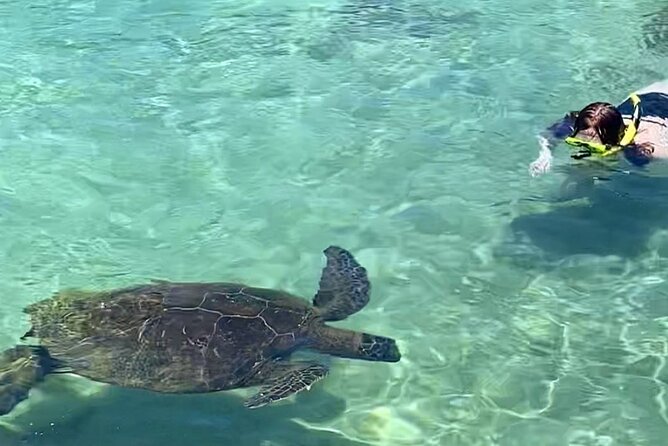 Beach Snorkel - Sea Turtle and Black Sand Lagoon - How the guide changes the experience