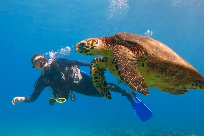 Beginner Scuba Dive in Lahaina: Swimming Required - Key points to know before you book