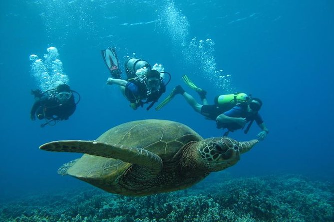 Beginner Scuba Dive in Lahaina: Swimming Required - What the first 30 minutes are really for