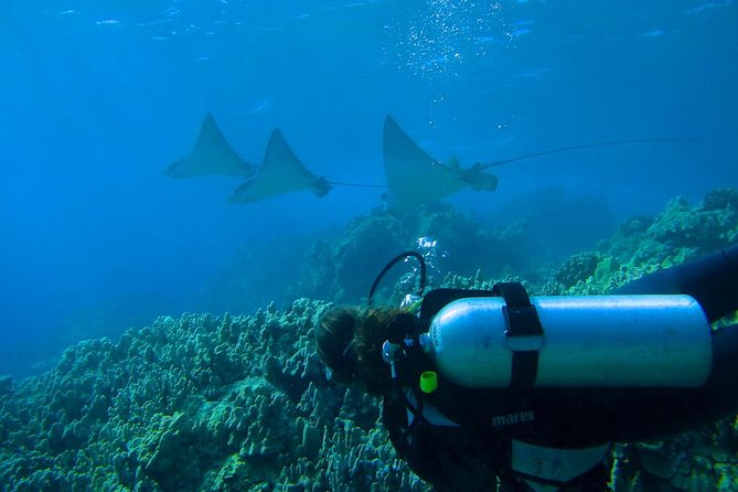 Beginner Scuba Dive in Lahaina: Swimming Required - The underwater wildlife you might see
