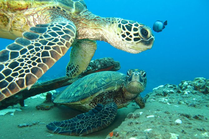 Beginner Scuba Dive in Lahaina: Swimming Required - Medical rules that can stop the activity