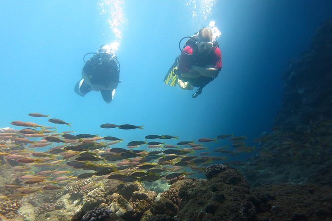 Beginner Scuba Dive in Lahaina: Swimming Required - Is $229 a fair price?