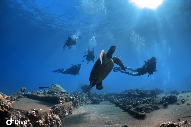 Beginner Scuba Dive in Lahaina: Swimming Required - Moving from shallow water to the reef