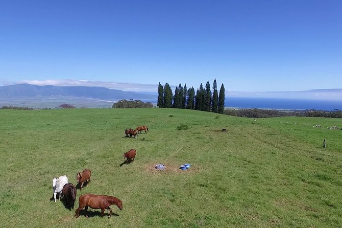 Best Haleakala Downhill Self-Guided Bike Tour with Maui Sunriders - Finishing in Paia, a useful ending