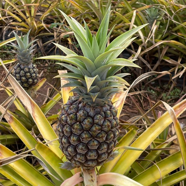 Best of Oahu in One Day - What the $799 price really buys