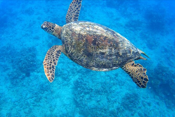 Best Waikiki Snorkel Tour: Guaranteed Turtles at Turtle Canyon - Key points to know before booking