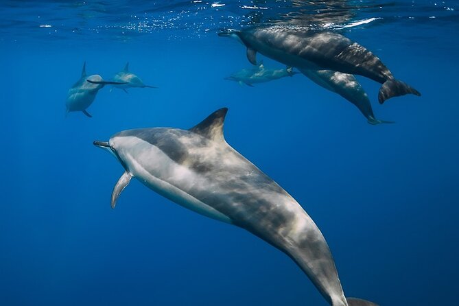 Best Waikiki Snorkel Tour: Guaranteed Turtles at Turtle Canyon - Sailing past Waikiki Beach and the Royal Hawaiian Hotel