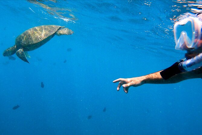 Best Waikiki Snorkel Tour: Guaranteed Turtles at Turtle Canyon - Is $89.10 a fair price?