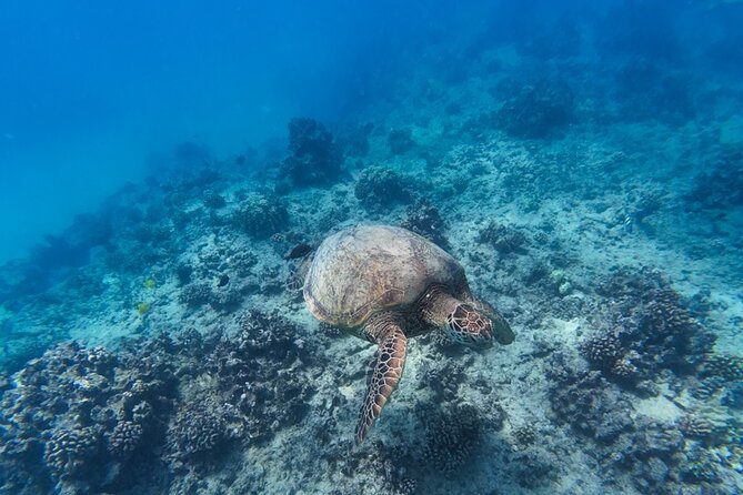 Best Waikiki Snorkel Tour: Guaranteed Turtles at Turtle Canyon - Who should book this Turtle Canyon trip?