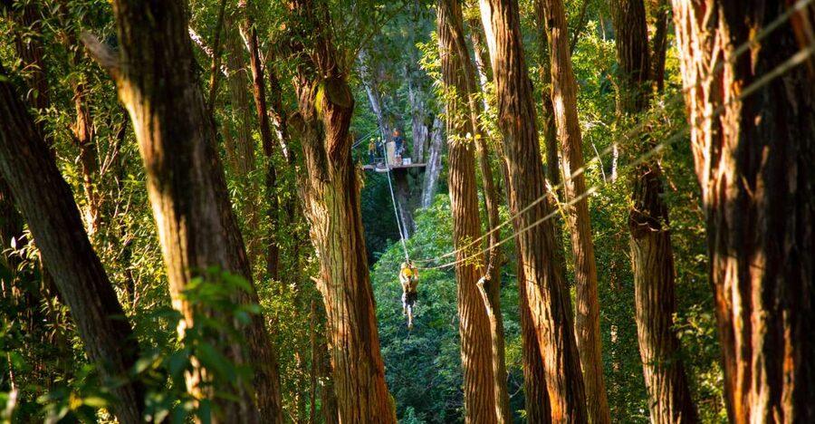 Big Island: 3-Hour Kohala Canopy Zipline Adventure - Is $256 a fair price?