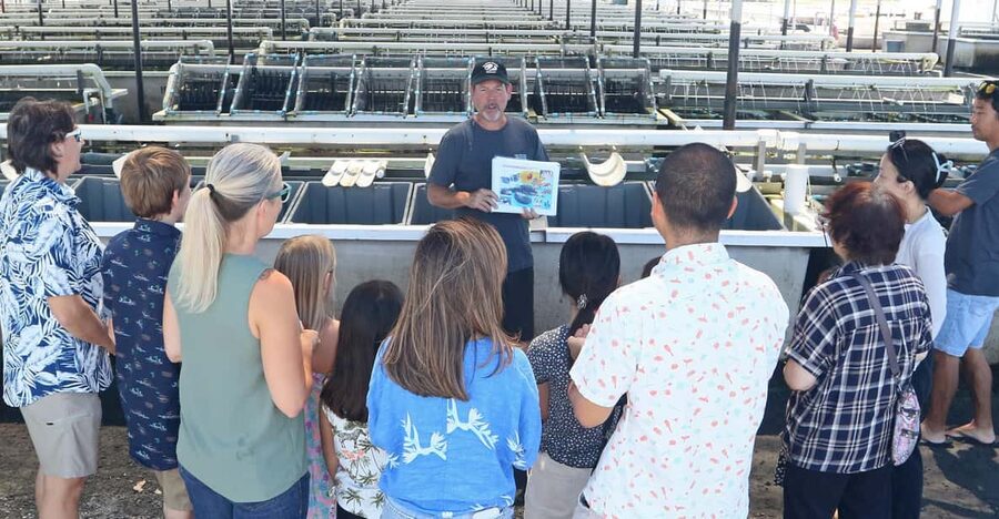 Big Island: Abalone Farm Guided Tour with Tasting - Key points at a glance