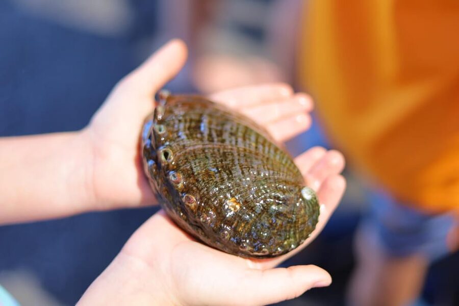 Big Island: Abalone Farm Guided Tour with Tasting - Seeing abalone grow over months and years