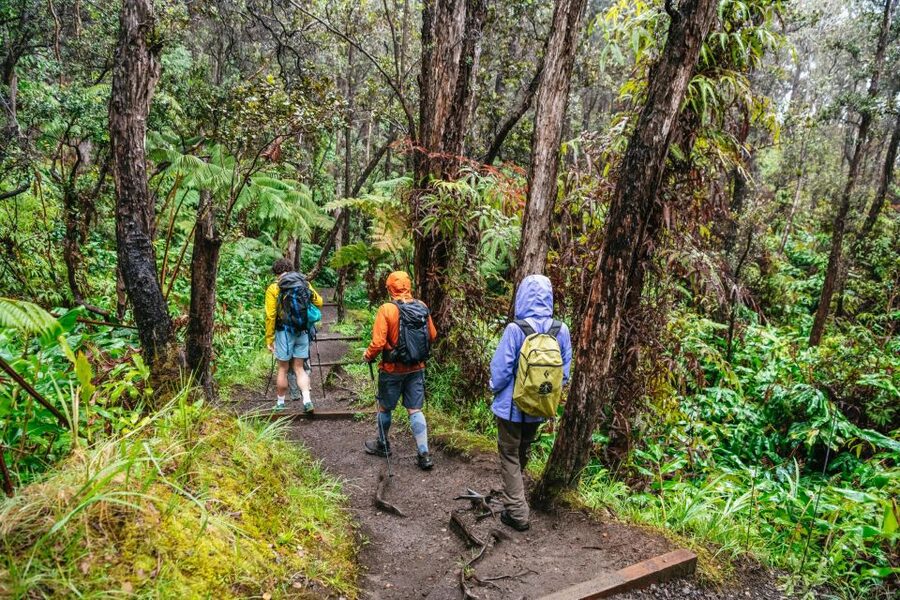 Big Island: Hawai'i Volcanoes National Park Guided Hike - Walking through native Hawaiian rainforest