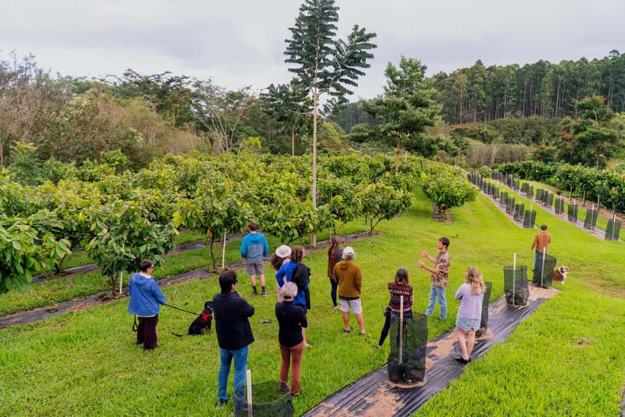 Big Island Hawaii: Craft Chocolate Tasting and Farm Tour - Starting with the cacao trees