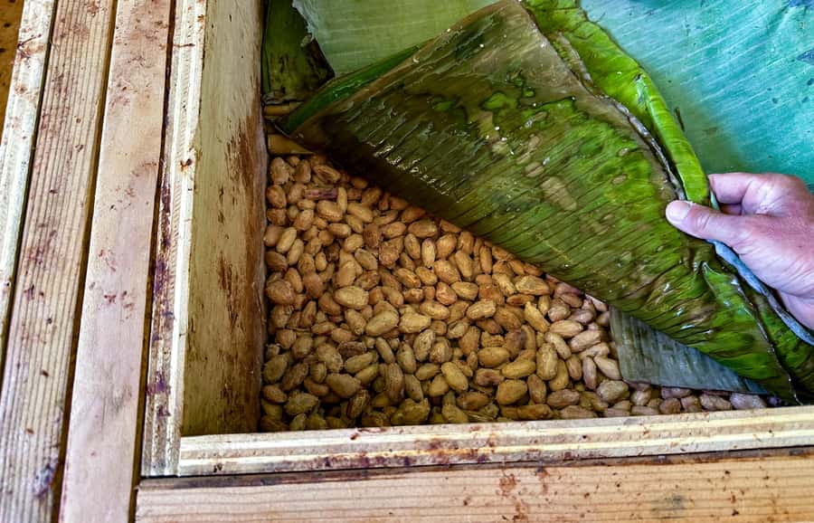 Big Island Hawaii: Craft Chocolate Tasting and Farm Tour - The fermentation room is where flavor starts