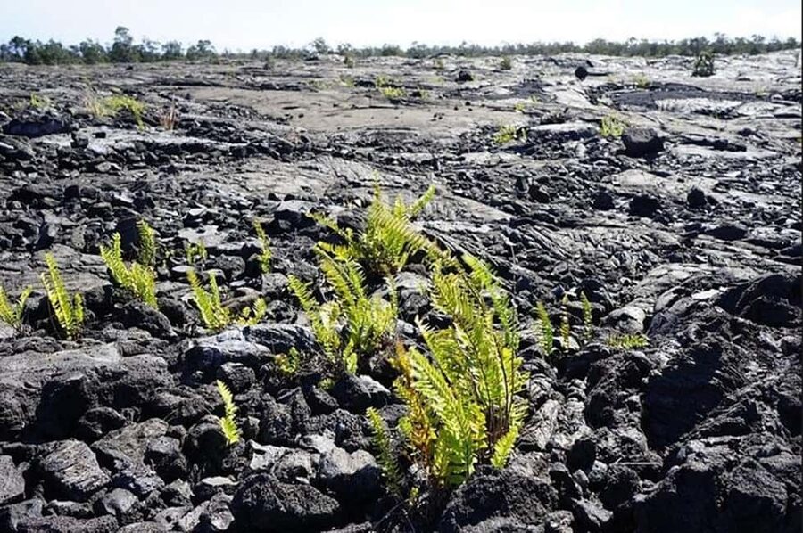 Big Island Hawaii Volcano Day tour from Oahu and Hotel PU - Key points to know before booking