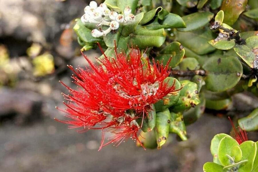 Big Island Hawaii Volcano Day tour from Oahu and Hotel PU - The real cost of a 750-minute day