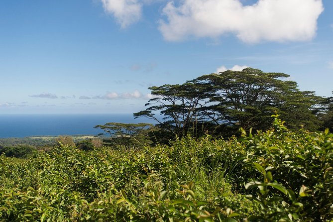 Big Island Kohala Canopy Zipline Adventure - Guides bring the safety and local context