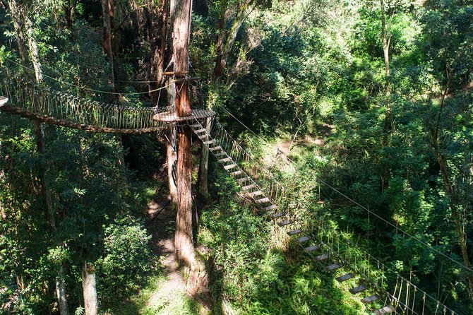 Big Island Kohala Canopy Zipline Adventure - Family suitability, age rules, and physical demands