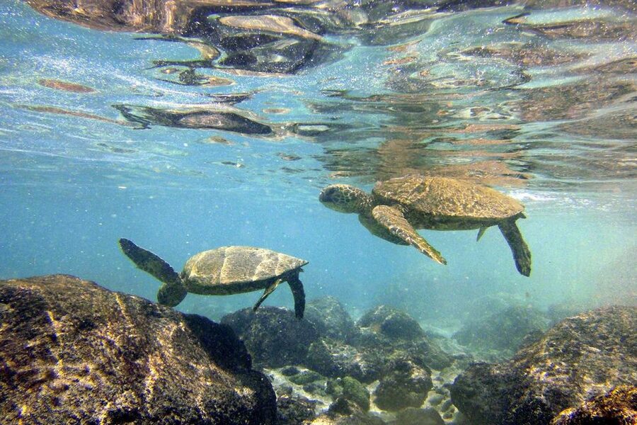 Big Island: Kona Half-Day Boat Tour with Snorkeling & Lunch - Kealakekua Bay adds a second underwater setting
