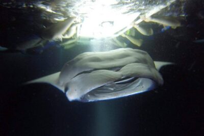 Kona Manta Ray Snorkel Tour in Keauhou Harbor