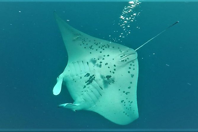 Big Island: Kona Manta Ray Snorkel Tour in Keauhou Harbor - Why the small boat matters