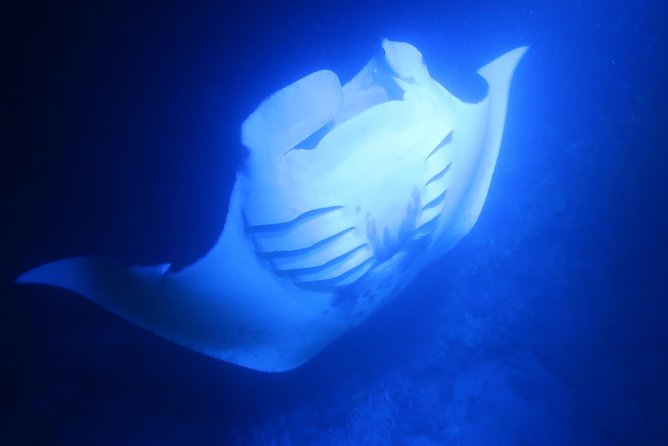 Big Island: Kona Manta Ray Snorkel Tour in Keauhou Harbor - Who should book this Kona snorkel?