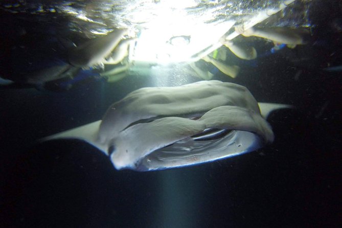 Big Island: Kona Manta Ray Snorkel Tour in Keauhou Harbor - The Keauhou manta site and the light board